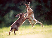 Male hares in spring.