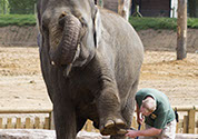 Elephant cleaning