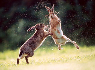 Male hares in spring.