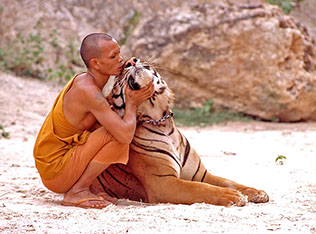 THE THAILAND BUDDHIST MONESTARY,DEDICATED TO ANIMAL REFUGE