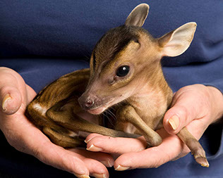 This tiny deer has been christened Rupert